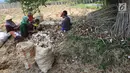 Sejumlah petani memanen singkong di kawasan Gunung Geulis, Bogor, Kamis (22/8/2019). Petani singkong mengeluhkan harga singkong sebagai bahan tapioka turun drastis di musim kemarau dari Rp 120 ribu/ pikul (70kg) menjadi Rp 60 ribu/pikul diduga akibat singkong yang melimpah. (merdeka.com/Arie Basuki)