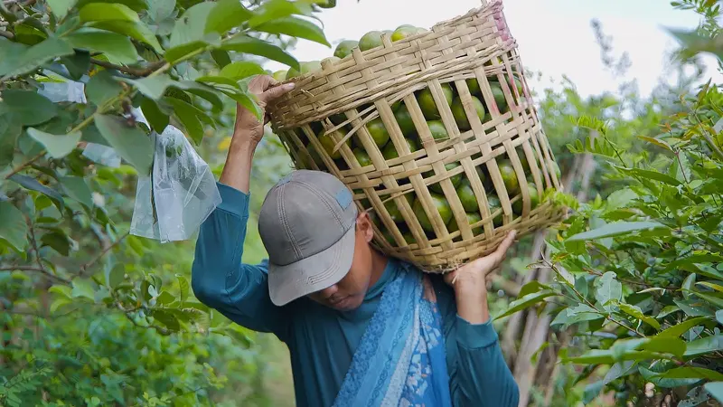 Mengintip Kisah Inspiratif Klaster Jeruk Semboro, Terapkan Pertanian Berkelanjutan bersama BRI