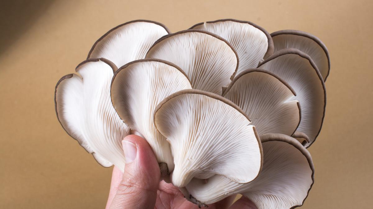 Jamur kukus segar dengan bumbu kecap dan bawang putih, disajikan hangat dan sehat