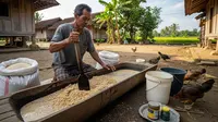 Trik Menyimpan Pakan Ayam Kampung Supaya Awet Hingga Berbulan-bulan, Peternak Wajib Tahu