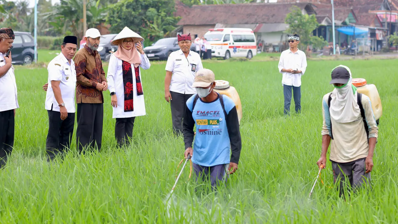 Proses pemupukan padi organik yang kian berkembang di Kabupaten Banyuwangi. (Istimewa)