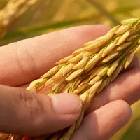 Manfaat Gandum untuk Kesehatan Tubuh dan Energi Sehari-hari