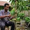 Cara Stek Pohon Mangga agar Cepat Berakar untuk Pemula