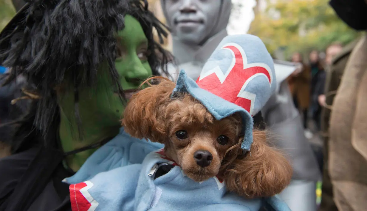 Seekor anjing berdandan seperti karakter di The Wizard of Oz selama mengikuti Parade anjing Halloween di New York, USA, Sabtu (24/10/2015). Pemilik anjing juga ikut memakai busana - busana aneh untuk mengikuti parade ini.  (REUTERS/Keith Stephanie)