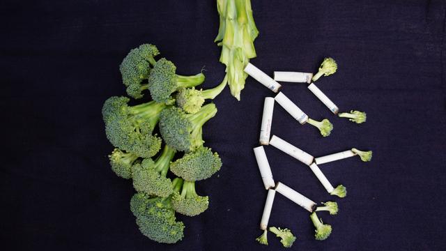 Fungsi Alveolus dalam Sistem Pernapasan, Lengkap Struktur dan Cara Kerjanya