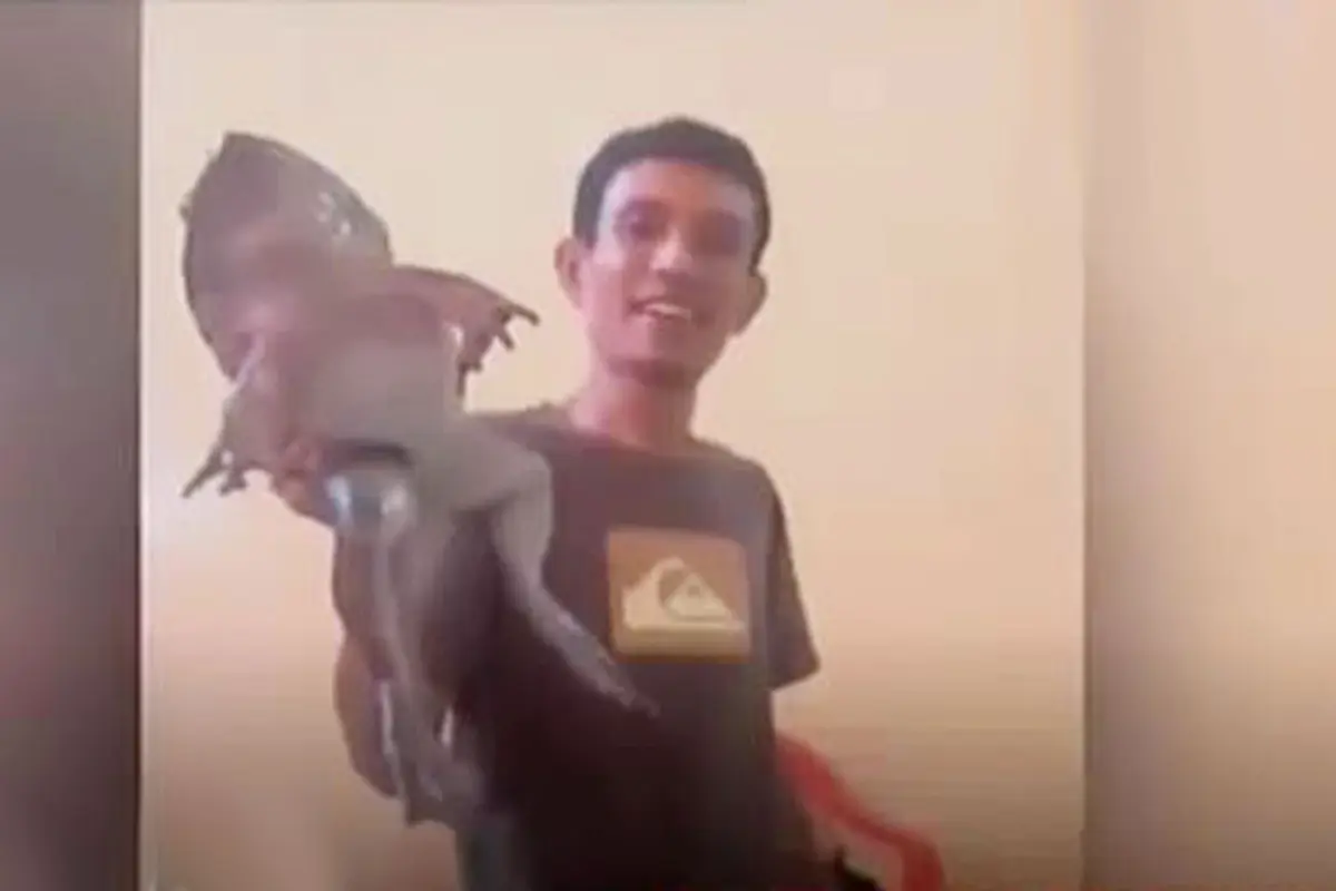 Katak Raksasa Seberat 1,5 Kilogram Hebohkan Warga 