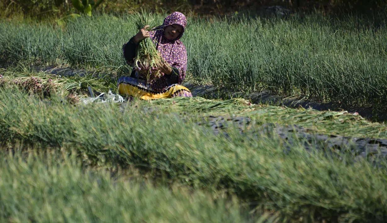 Seorang petani mengumpulkan bawang saat panen di sebuah peternakan di Pekan Bada, dekat Banda Aceh (22/1/2020). Harga bawang di pasaran dari Rp35.000 menjadi Rp42.000 hingga Rp45.000 perkilogram. (AFP Photo/Chaideer Mahyuddin)