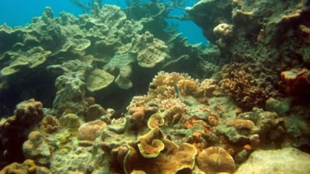 Surga-surga Bawah Laut di Indonesia ini Jarang Dieskpos, Lho