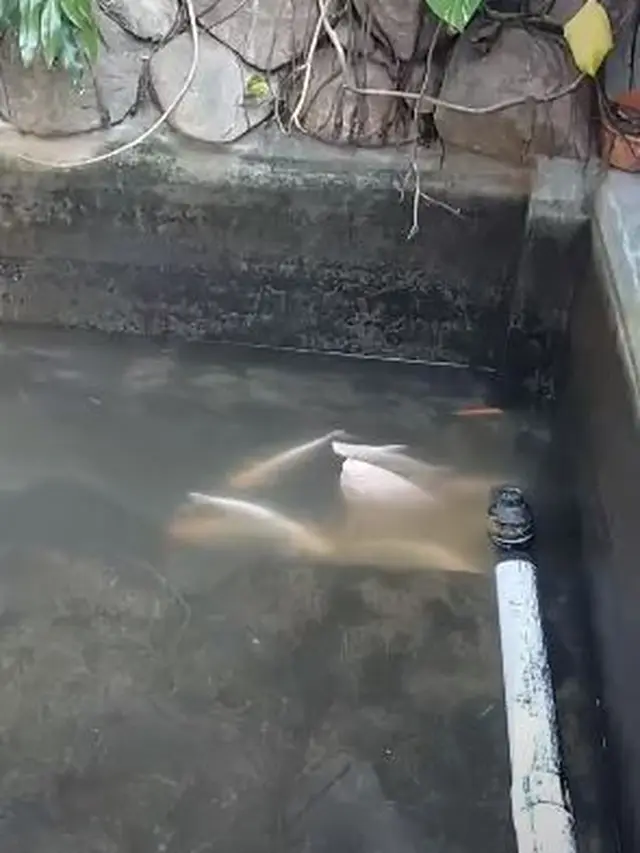 Sang Pemilik Lupa Nyalakan Pompa Air, Ratusan Ikan Koi Ini Mendadak Mati