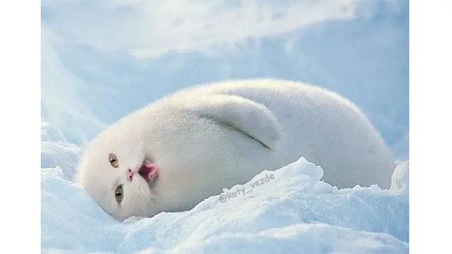 7 Potret Editan Foto Wajah Kucing Ini Bikin Gemas