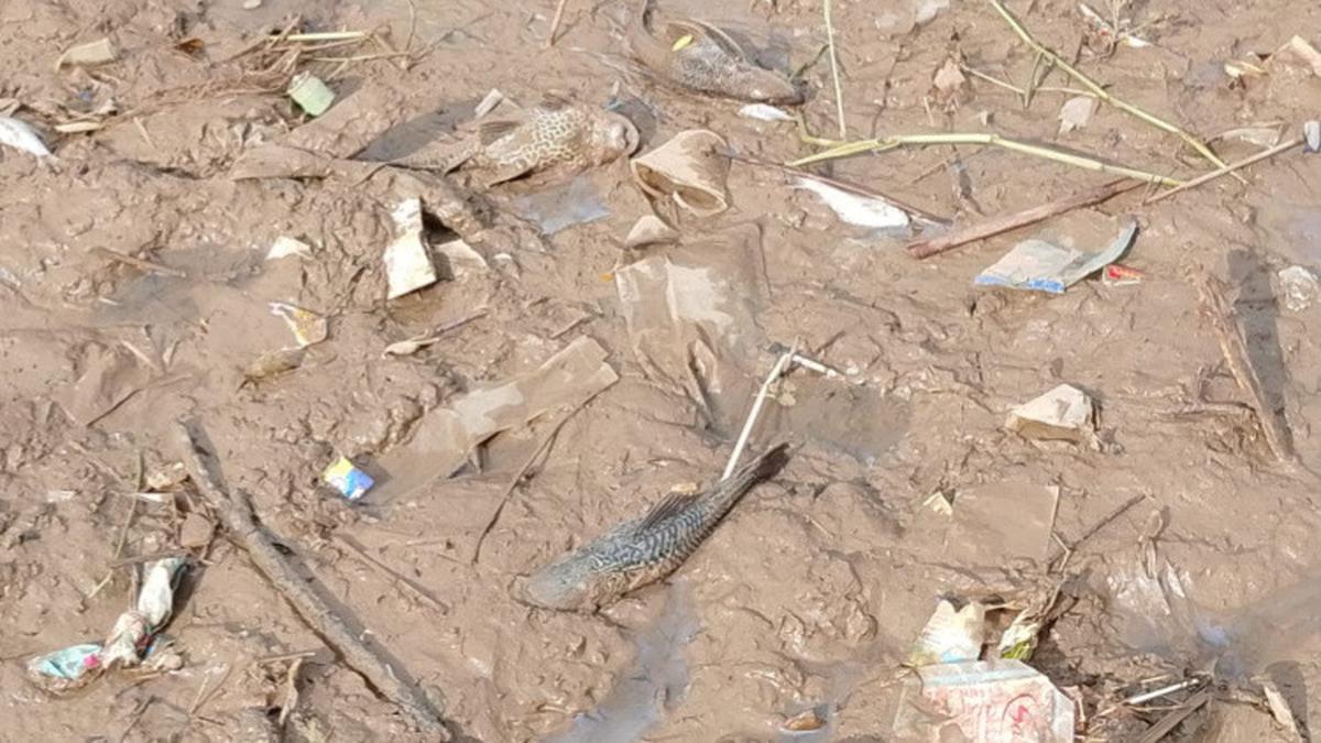 Cerita Warga yang Sempat Mencicipi Ikan Sungai Cisadane Pasca Tercemar, Langsung Pusing dan Kliyengan