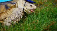 Ketika Henry si kura-kura dibawa berjalan-jalan dengan menggunakan kereta dorong bayi di Central Park minggu ini, banyak kepala menoleh 