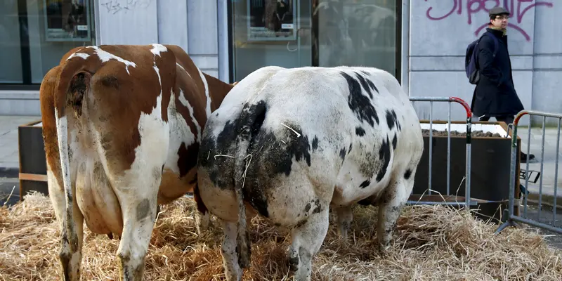 20160314-Kandang Sapi Ditengah Jalan Gegerkan Warga Belgia