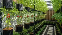 Kapan Waktu Panen Kebun Cabai Rawit Rumahan? Berikut Tipsnya Agar Berbuah Lebat