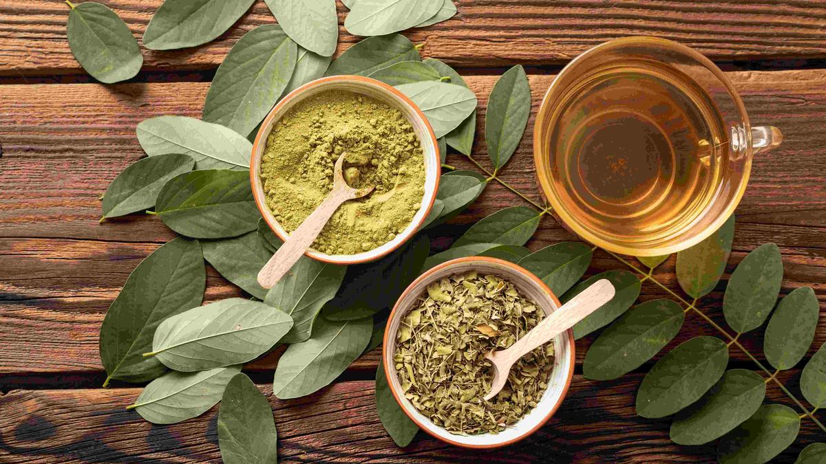 Daun Kelor sebagai Superfood Lokal Kaya Nutrisi yang Sering Terabaikan