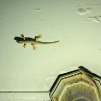 Ilustrasi Cicak/https://www.shutterstock.com/Mas Jono