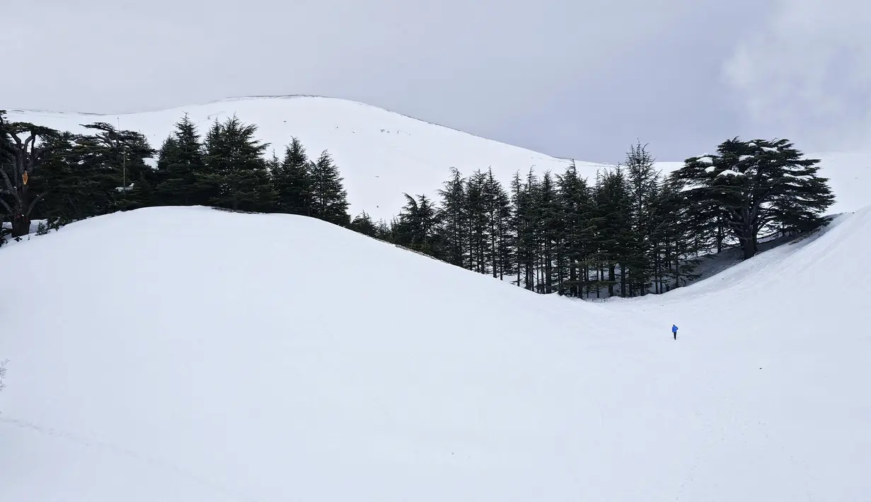 Pemandangan umum menunjukkan pohon-pohon yang tertutup salju di cagar hutan cedar, juga dikenal sebagai Cedars of God, dekat kota Bcharre di gunung Lebanon di utara ibu kota Beirut (22/2/2022).(AFP/Ibrahim Calhoub)
