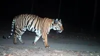 Seekor harimau telah menempuh jarak 1.300 km (807 mil) dalam lima bulan. (Liputan6.com/BBC)