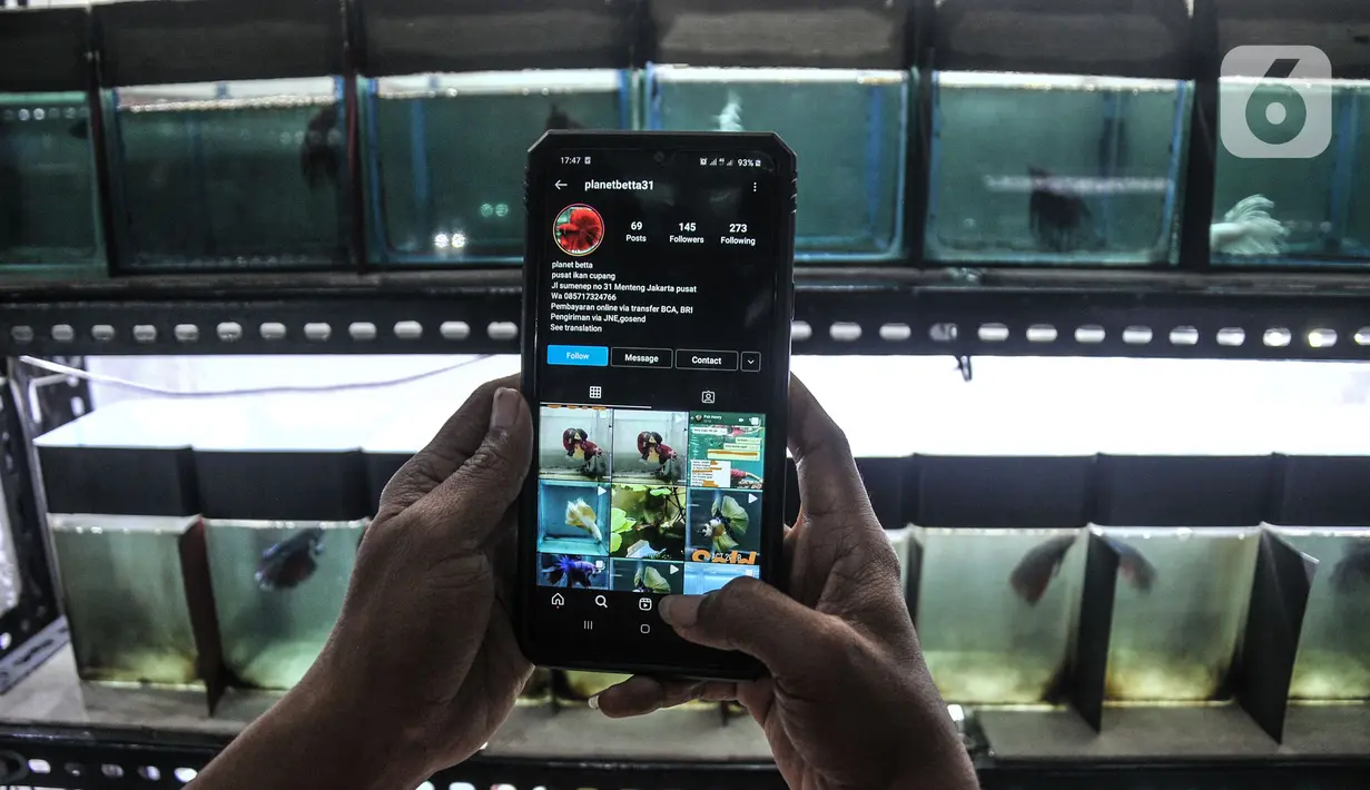 Pedagang menunjukkan toko ikan hias online miliknya di Pasar Ikan Hias Sumenep, Jakarta, Minggu (14/11/2021). Khususnya untuk penjual ikan hias seiring kebijakan baru anak perusahaan Meta Platforms Inc itu terkait larangan memperjualbelikan hewan. (merdeka.com/Iqbal S. Nugroho)