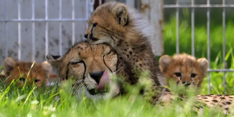 Tingkah Manja Bayi Cheetah pada Sang Induk
