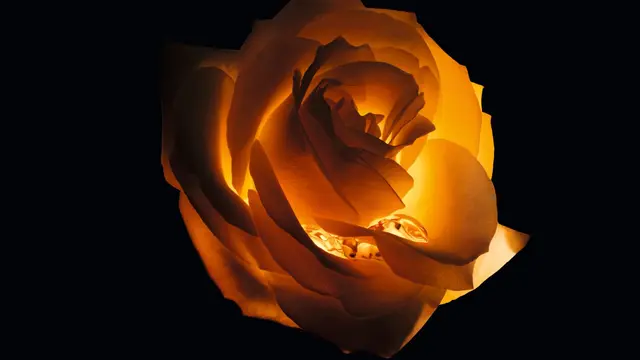 Dior memanfaatkan kekuatan penuh dari Rose de Granville melalui rangkaian Les Nectars de Rose, yang memperkenalkan inovasi terbaru, Le Nectar Intégral (Foto/Sumber: Dior)