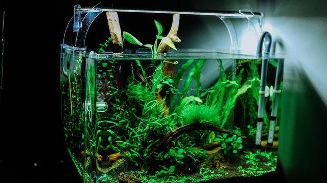 73 Dekorasi Unik Aquarium Terbaru