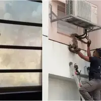 Momen ular piton coba masuk ke jendela rumah susun lantai 2. (sumber: Muklis pemilik rumah dan Acres via Mothership)