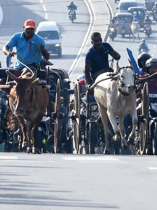 Para peserta memacu tunggangannya saat ambil bagian dalam perlombaan balap gerobak sapi di Kolombo, Sri Lanka, Sabtu (20/4). (LAKRUWAN WANNIARACHCHI/AFP)