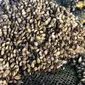 Kerang coklat. Kementerian Kelautan dan Perikanan (KKP) terus berupaya melakukan inovasi dalam meningkatkan produksi lobster hasil budidaya di Indonesia. (Dok. KKP)