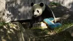 Panda Bei Bei memakan kue ulang tahunnya yang ke-4 di Kebun Binatang Nasional Smithsonian di Washington, DC (22/8/2019). Bei Bei akan pindah ke China setelah berusia empat tahun, menurut perjanjian Kebun Binatang Nasional Smithsonian dan Asosiasi Konservasi Margasatwa China.(AFP Photo/Alastair Pike)