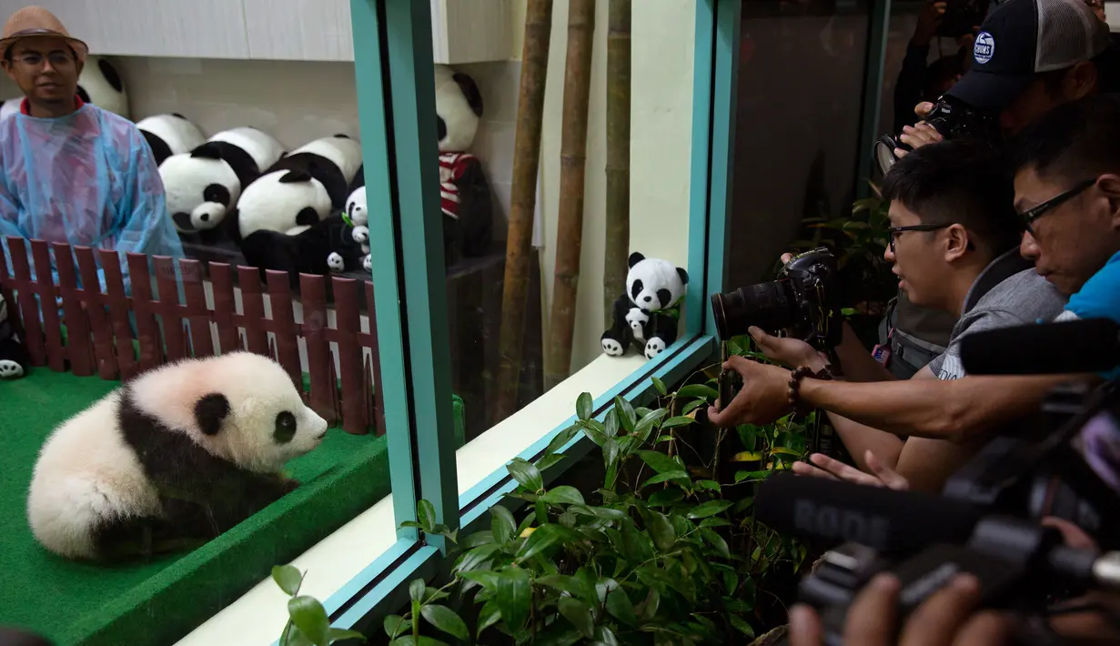 Awak media mengambil gambar bayi panda yang diperkenalkan di Kebun Binatang Malaysia, Kuala Lumpur, Sabtu (26/5). Panda betina yang belum diberi nama itu adalah keturunan kedua panda raksasa Liang Liang dan Xing Xing. (AP Photo/Vincent Thian)