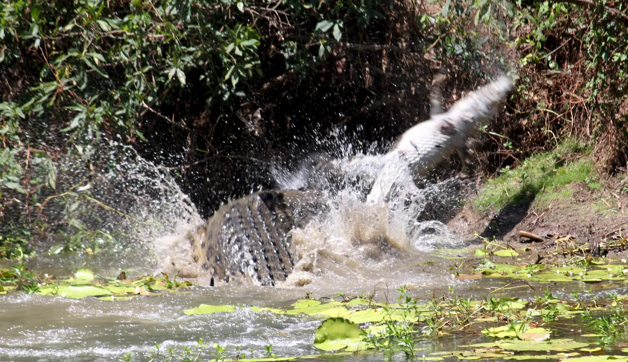 Seekor buaya air asin melemparkan buaya lainnya ke udara saat bertarung di Catfish Waterhole, Taman Nasional Rinyirru, Queensland, Australia, 26 Oktober, 2015. Dua ekor buaya tersebut kelaparan untuk saling memakan. (REUTERS/Sandra Bell)