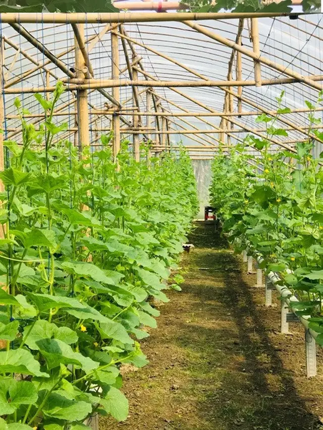 Perkebunan Melon Rindu Farm Klaten/Photo by Rindu Farm