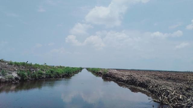 Kanal di Gambut kawasan HTI