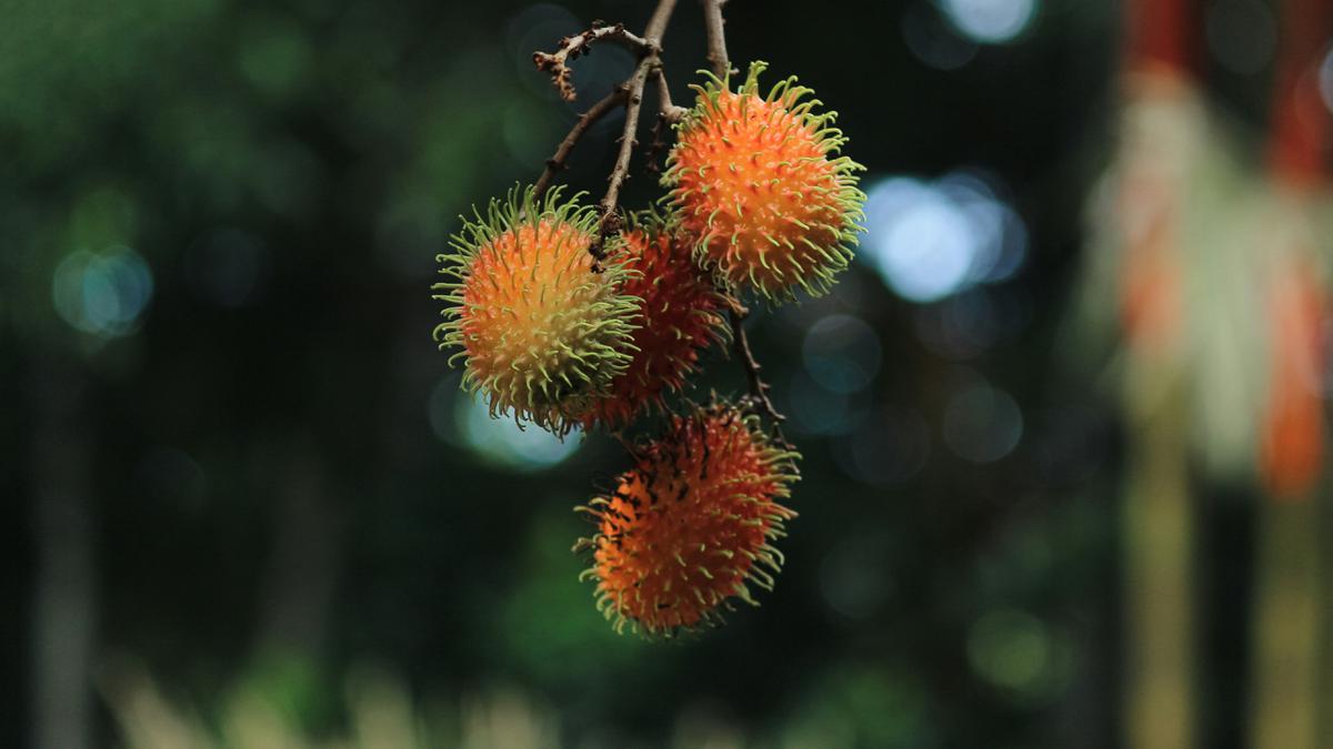 Pohon Rambutan Jarang Ditemui? 3 Faktor yang Penting Diketahui