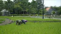 Ilustrasi petani sedang menanam di sawah. (Foto: Istimewa)