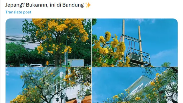 6 Potret Pemandangan Pepohonan di Indonesia Ini Mirip Luar Negeri,