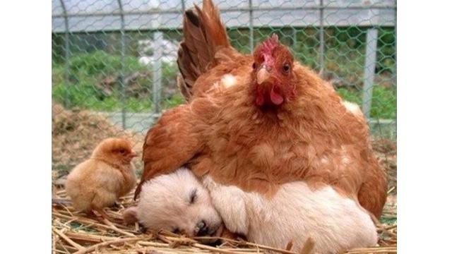 Kelakuan ayam (Sumber: Brightside)