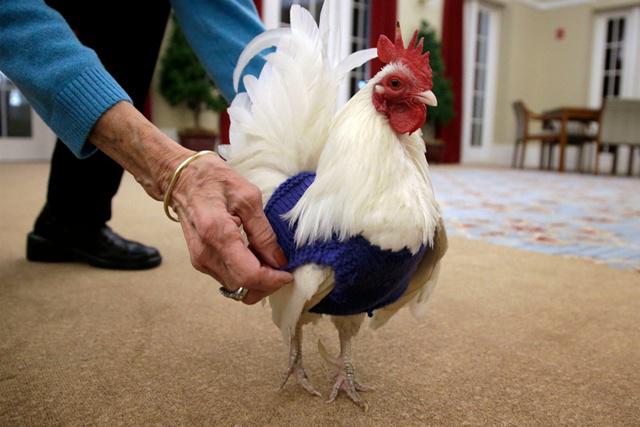 Dengan sweater rajut, ayam ini jadi semakin hangat | Photo: Copyright nypost.com
