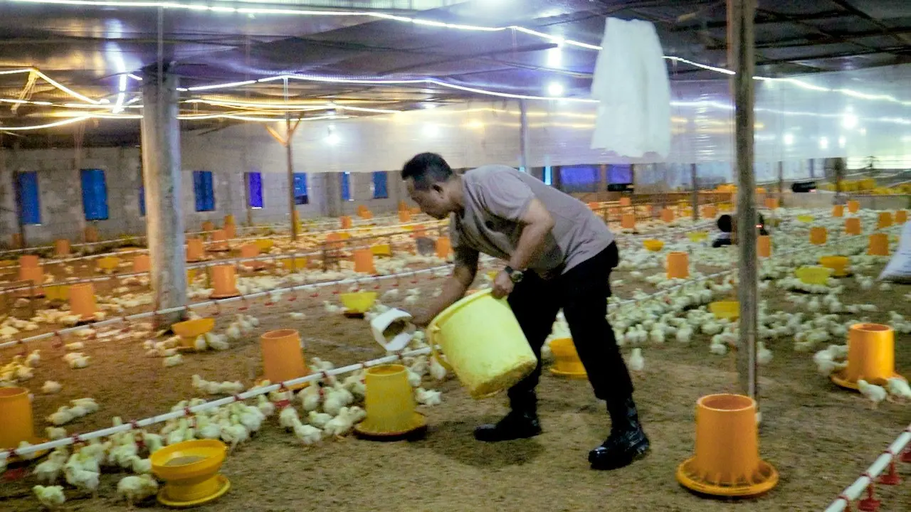 AKP Totok Purwantoro awalnya merintis usaha peternakan ayam sebanyak 20 ribu ekor pada tahun 2023, hingga meningkat hampir 40 ribu ekor ayam. (Foto: Liputan6.com/Humas Polres Pemalang)