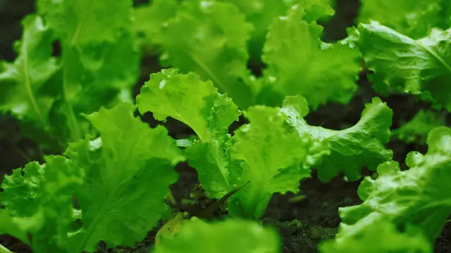 Cara Menanam Selada dari Benih hingga Berkecambah
