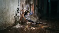 8 Celah Rumah yang Bisa Jadi Jalan Masuk Tikus Saat Musim Hujan, Periksa Baik-Baik