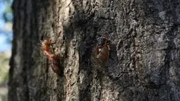 Jangkrik Brood X memanjat pohon oak di Washington DC, Amerika Serikat, 20 Mei 202. Jangkrik Brood X jadi sumber makanan berprotein tinggi untuk burung, hewan, dan serangga. (MANDEL NGAN/AFP)