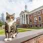 Bantu Mahasiswa Semangat Kuliah, Kucing Ini Dapat Gelar Kehormatan Dari Kampus (sumber: USA Today)