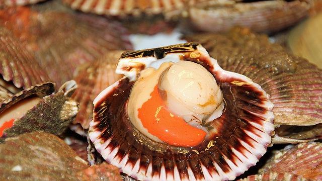 Kerang Dara - Image by Monica Volpin from Pixabay