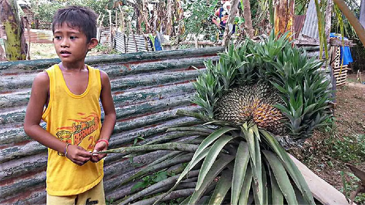 Warga Geger, Nanas Raksasa Tumbuh di Tanah Bekas Topan Haiyan