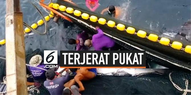 VIDEO: Terjerat Pukat Nelayan, Seekor Hiu Paus Berhasil Diselamatkan