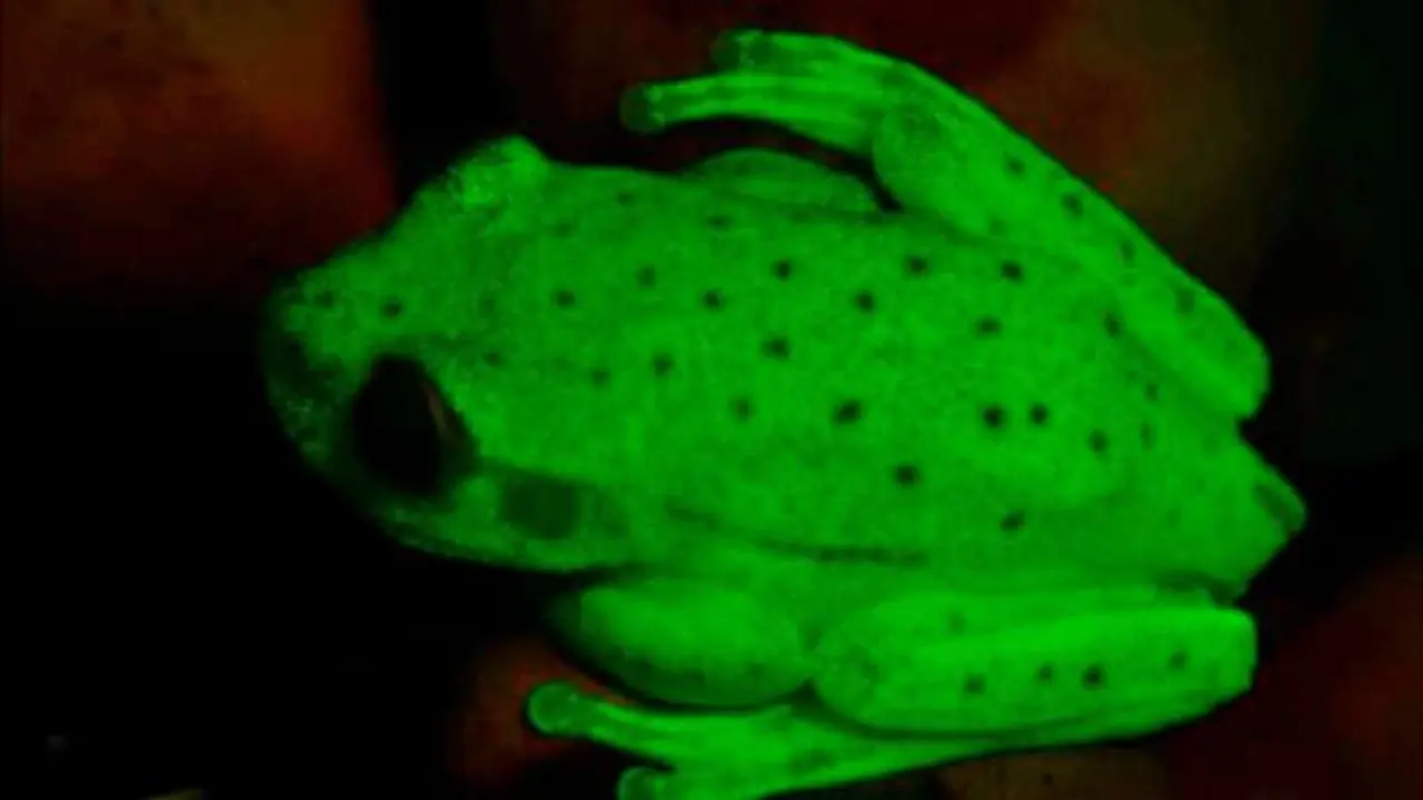 Penemuan Katak Menyala dalam Gelap Pertama di Dunia