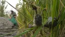 Penduduk desa memanen kepiting di area persawahan di Desa Lingtou, Zona Pengembangan Ekonomi Lutai di Kota Tangshan, Provinsi Hebei, China utara (22/9/2020). Teknik ini menciptakan metode baru bagi para petani dalam menanam padi untuk meningkatkan pendapatan. (Xinhua/Mu Yu)
