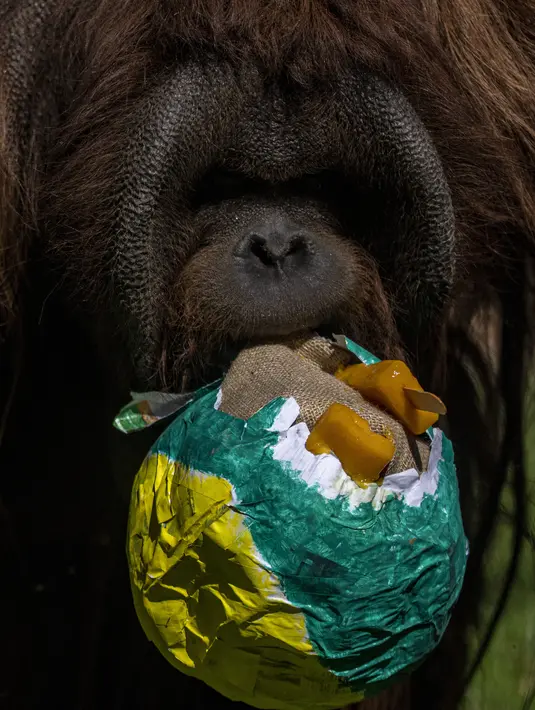Makanan yang terbuat dari telur burung unta dan kalkun ini diberikan kepada lemur, orangutan, dan puma. (AP Photo/Esteban Felix)